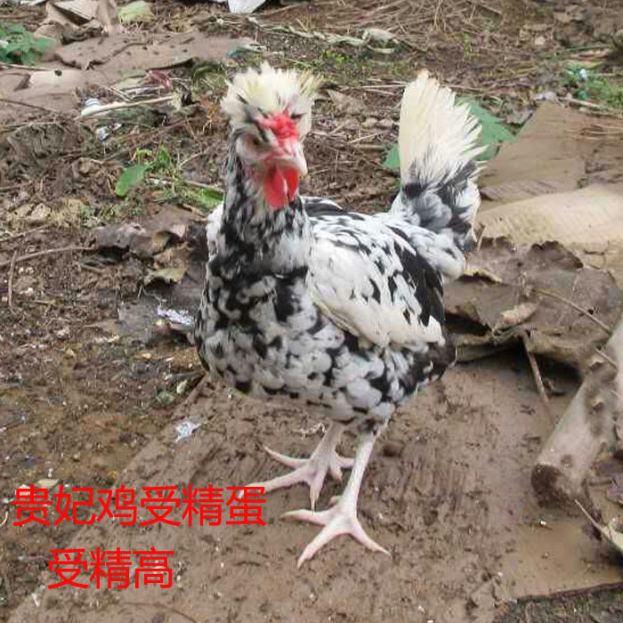 贵妃鸡苗七彩山鸡蛋观赏鸡蛋野鸡种蛋受精蛋土鸡蛋贵妃鸡种蛋包邮