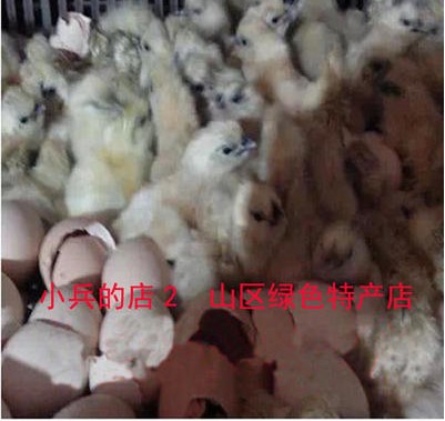 白凤乌鸡五黑一绿珍珠贵妃珍珠鸡种蛋受精种蛋孵化用只发当天下的