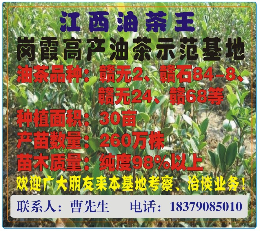 赣无系列 高产嫁接油茶树苗 小果 白花 果树苗 油茶苗批发