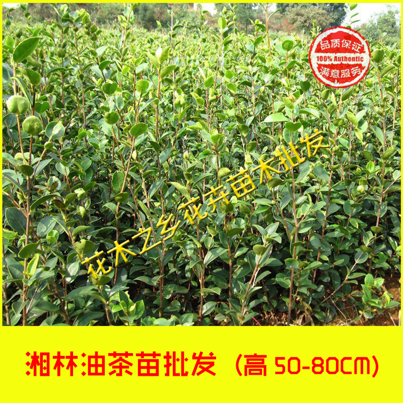油茶苗 批发油茶树苗 湘林系列高产嫁接油茶树苗 果树苗大量批发