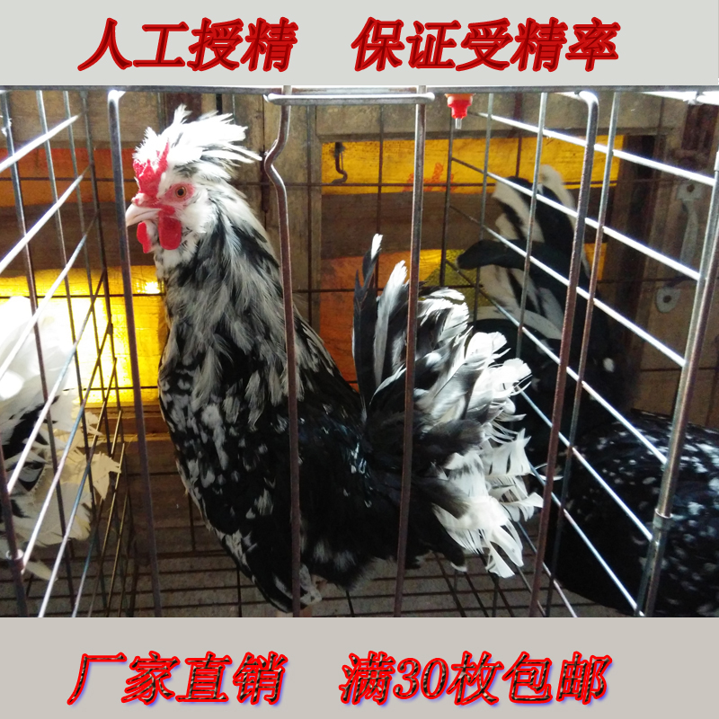 贵妃鸡种蛋受精蛋 贵妃鸡受精蛋种蛋 30枚包邮