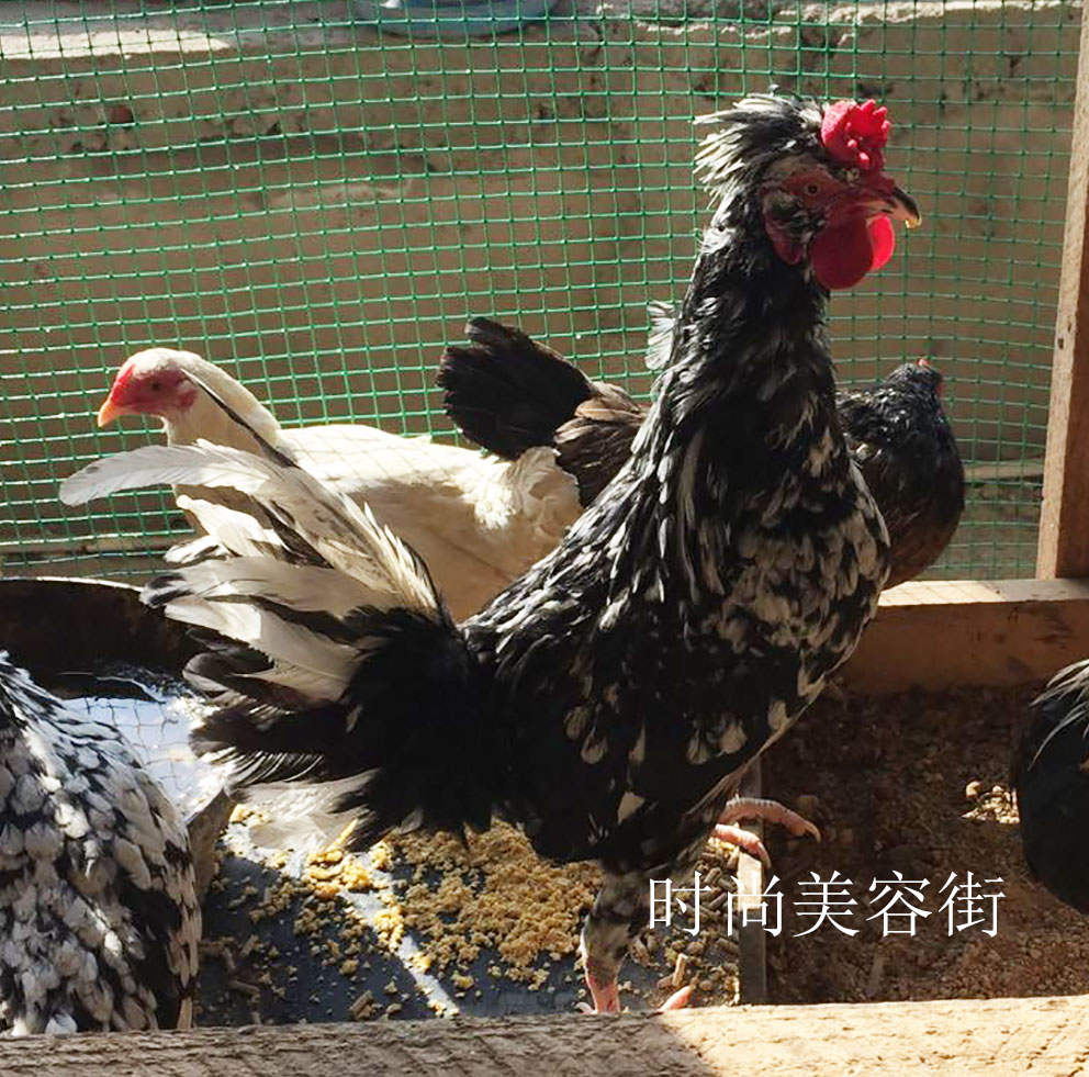贵妃鸡种蛋 贵妃鸡鸡蛋 孵化用蛋 土鸡种蛋 观赏鸡种蛋受精种蛋