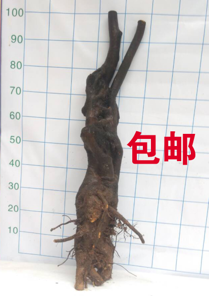小叶紫檀树桩盆景下山桩 黑骨茶 老树桩 黑骨茶盆景 野生黑骨茶