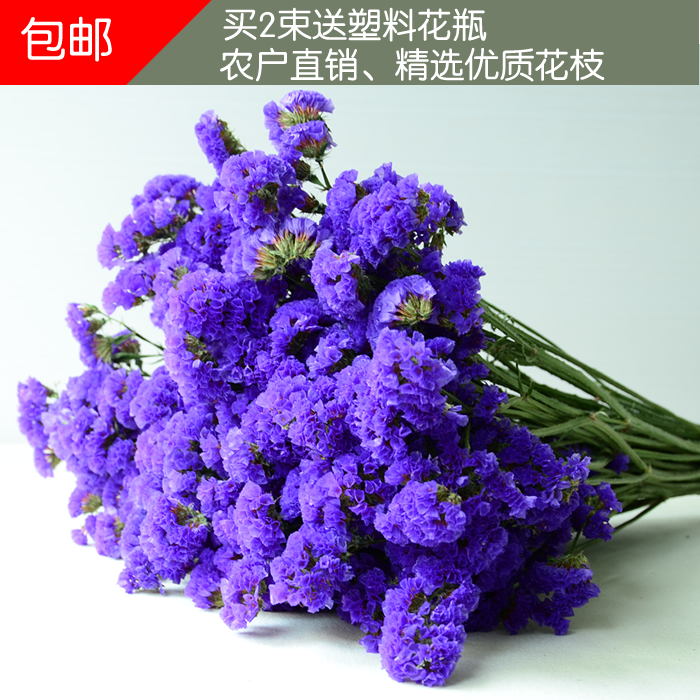 云南天然勿忘我干花家居客厅卧室电视柜装饰拍摄背景毕业礼物批发